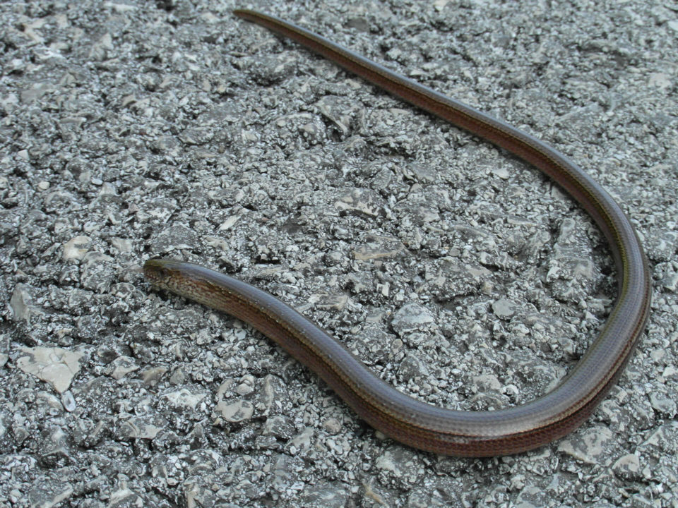 SUV Touren Kroatien Istrien Kvarner Bucht Bild - 1