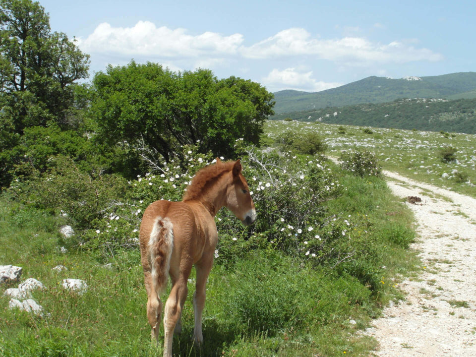 SUV Touren Kroatien Istrien Kvarner Bucht Bild - 17