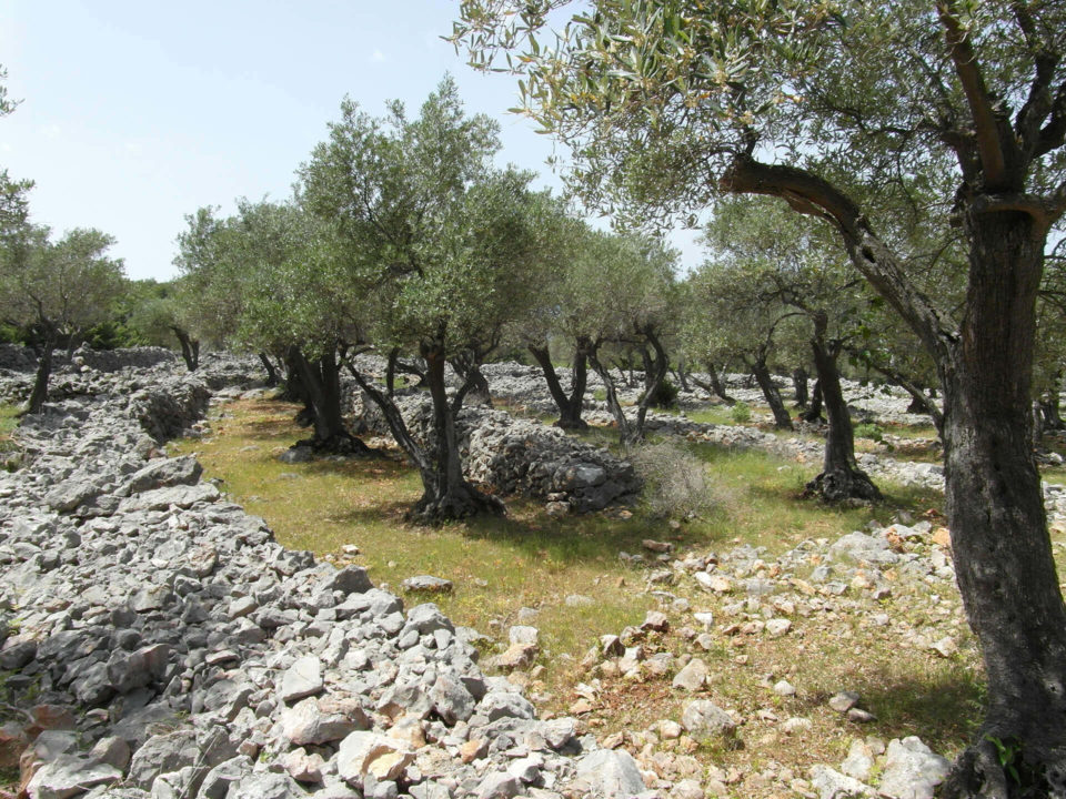 SUV Touren Kroatien Istrien Kvarner Bucht Bild - 27