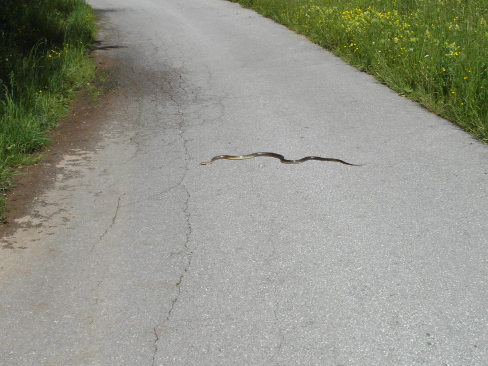 SUV Touren Kroatien Istrien Kvarner Bucht Bild - 5