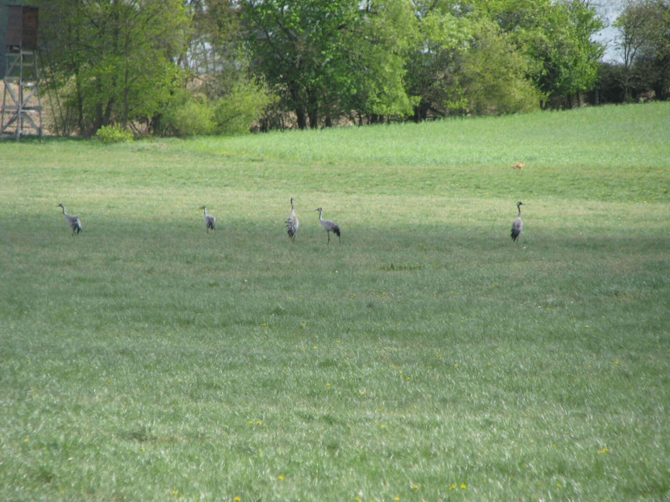 SUV Touren Schlössertour Mecklenburg Vorpommern Brandenburg Bild - 20