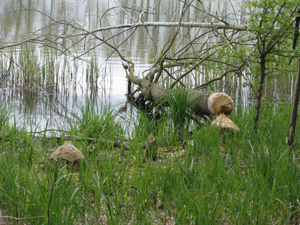 SUV Touren Schlössertour Mecklenburg Vorpommern Brandenburg Bild - 8