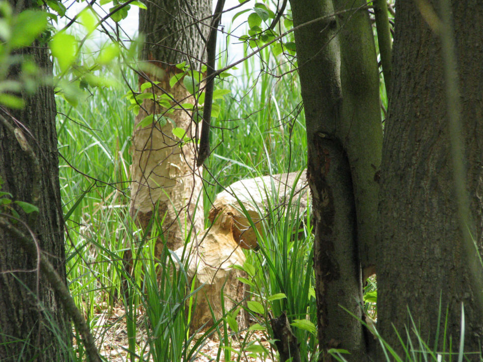 SUV Touren Schlössertour Mecklenburg Vorpommern Brandenburg Bild - 9